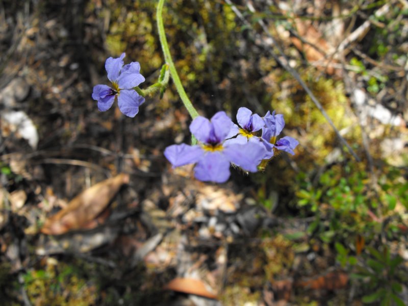 purpleyellowflower.jpg