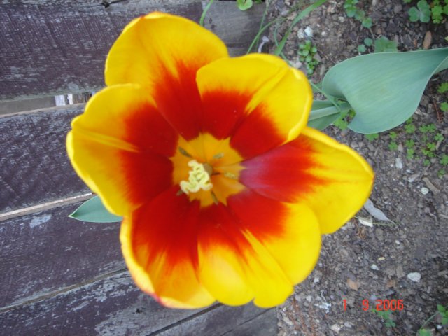 tulips12.jpg