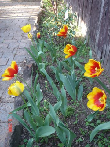 tulips14.jpg