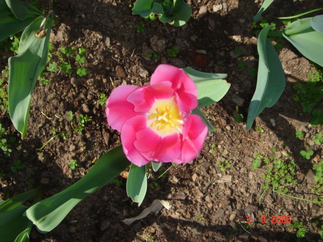 tulips18.jpg