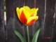 tulips19_small.jpg