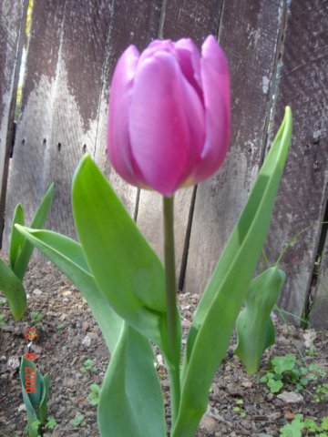 tulips2.jpg