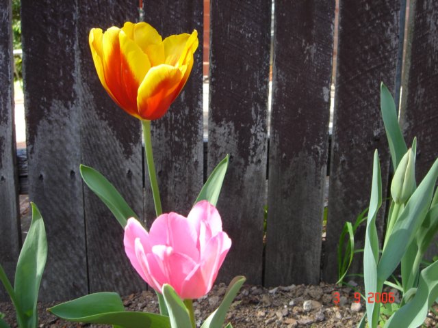 tulips20.jpg