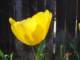 tulips21_small.jpg