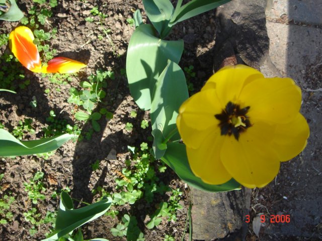 tulips22.jpg