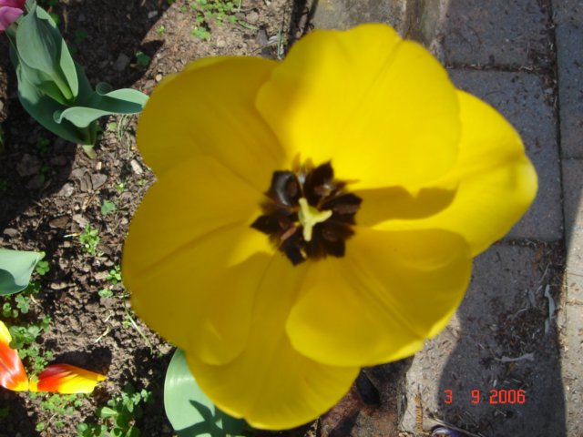 tulips23.jpg