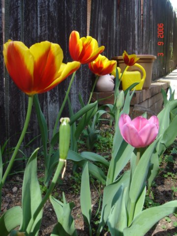 tulips25.jpg