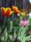 tulips25_small.jpg