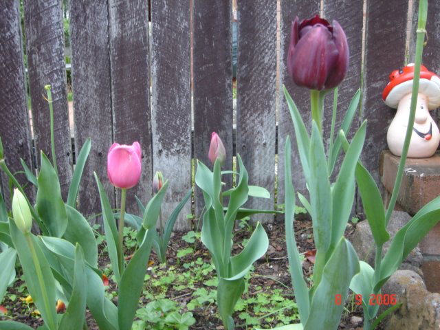tulips26.jpg