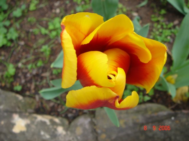 tulips28.jpg