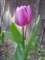 tulips2_small.jpg