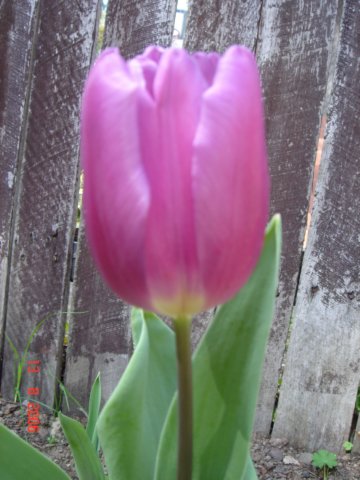 tulips3.jpg