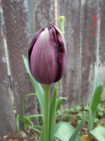 tulips30.jpg