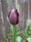 tulips30_small.jpg