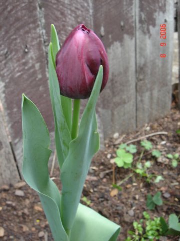 tulips31.jpg