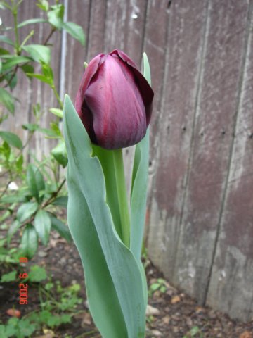 tulips32.jpg