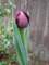 tulips32_small.jpg