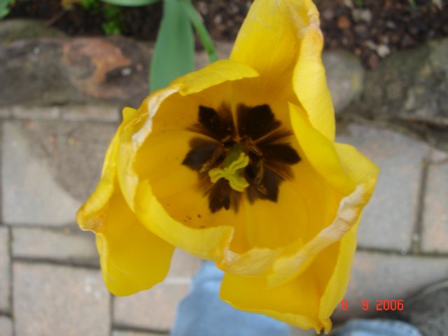 tulips33.jpg