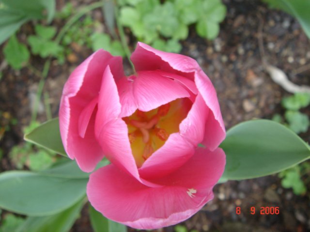 tulips34.jpg