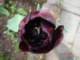tulips35_small.jpg