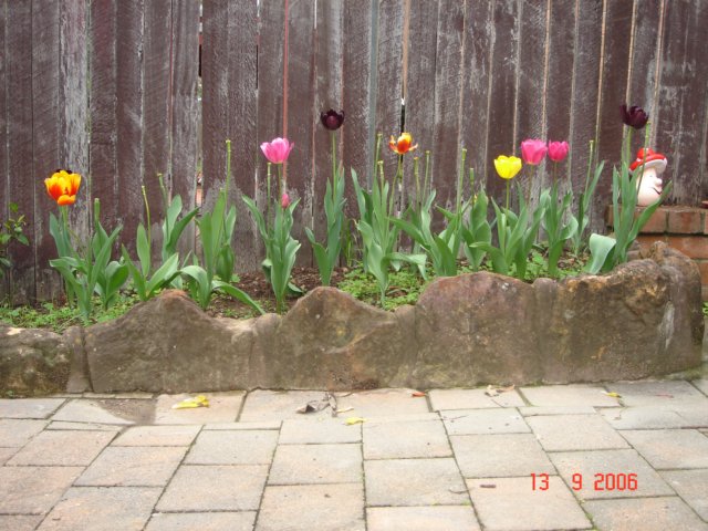 tulips38.jpg