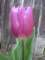 tulips3_small.jpg