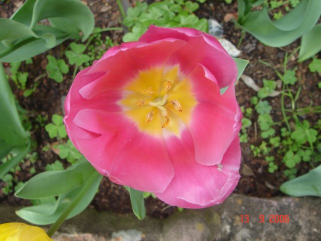tulips40.jpg