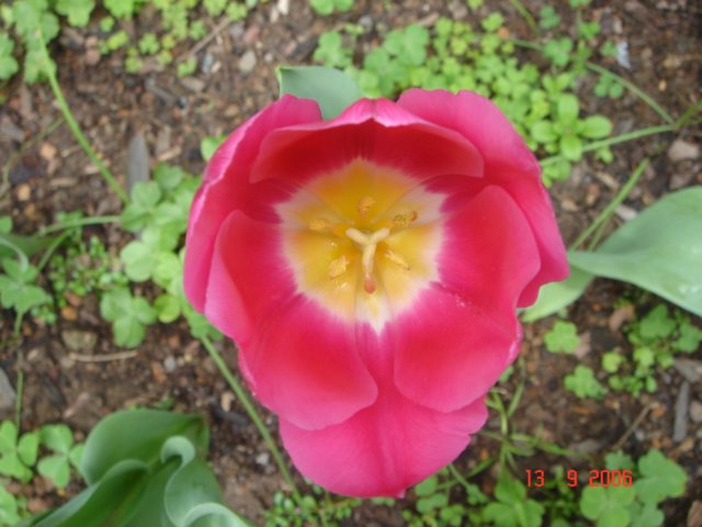 tulips42.jpg