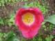 tulips42_small.jpg
