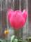 tulips43_small.jpg