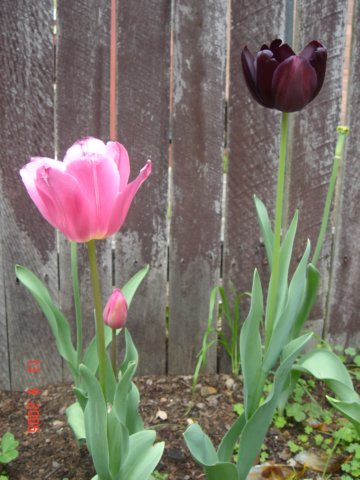 tulips46.jpg
