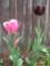 tulips46_small.jpg