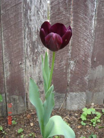 tulips47.jpg