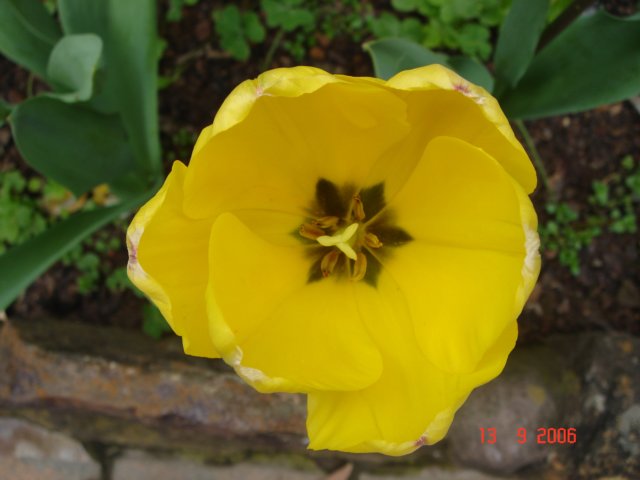 tulips50.jpg
