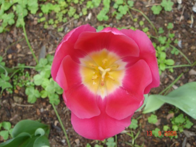 tulips51.jpg