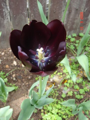 tulips52.jpg