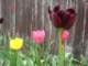 tulips54_small.jpg