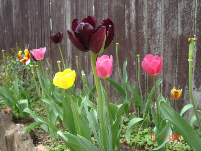 tulips55.jpg