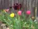 tulips55_small.jpg