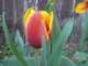 tulips9_small.jpg
